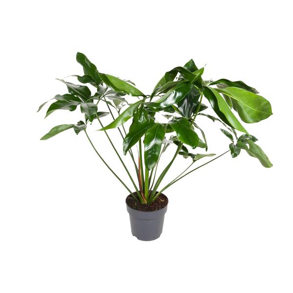 Philodendron Green Wonder – Ø24cm – ↕100cm