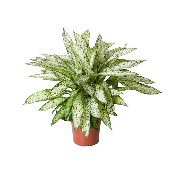 Dieffenbachia Vesuvius – Ø27cm – ↕80cm