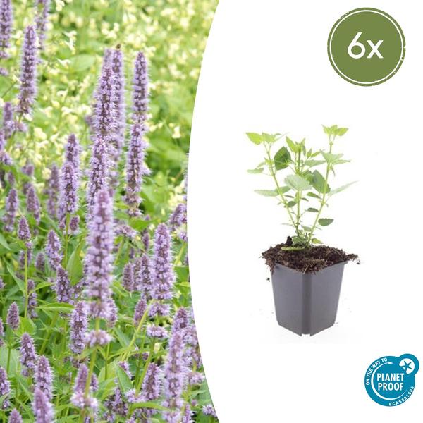 Agastache ‚Blue Fortune‘ – ↕10-25cm – Ø9cm – 6x