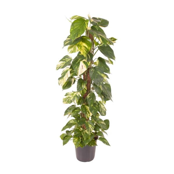 Epipremnum Pinnatum – Ø24cm – ↕120cm