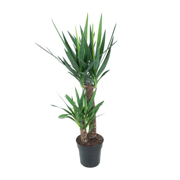 Yucca Elephantipes – Ø21cm – ↕100cm