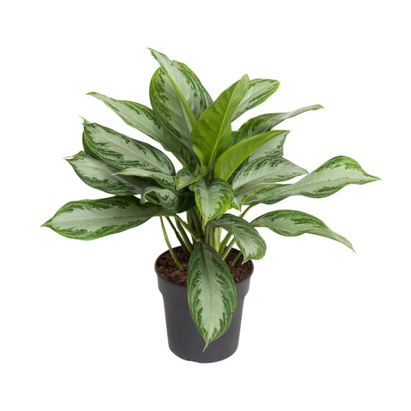 Aglaonema Cutlass – Ø19cm – ↕60cm