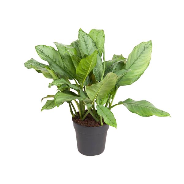 Aglaonema B.J, Freedman – Ø24cm – ↕70cm