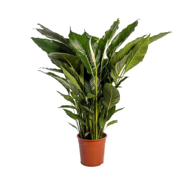 Spathiphyllum Sweet Sebastiano – Ø24cm – ↕110cm