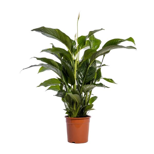 Spathiphyllum Bellini – Ø24cm – ↕100cm