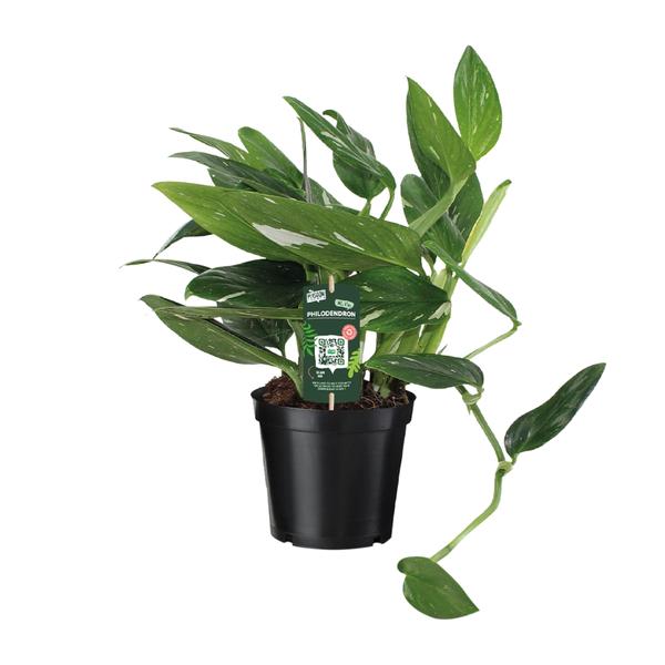 Philodendron Cobra Toef – Ø17cm – ↕50cm