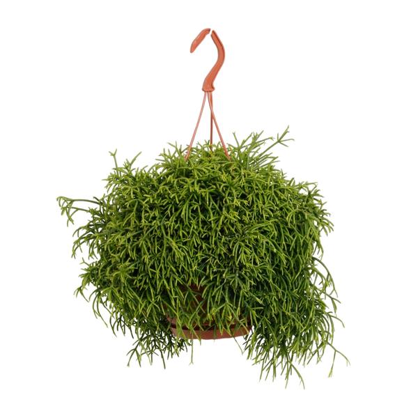 Rhipsalis Baccifera Oasis – Ø17cm – ↕45cm