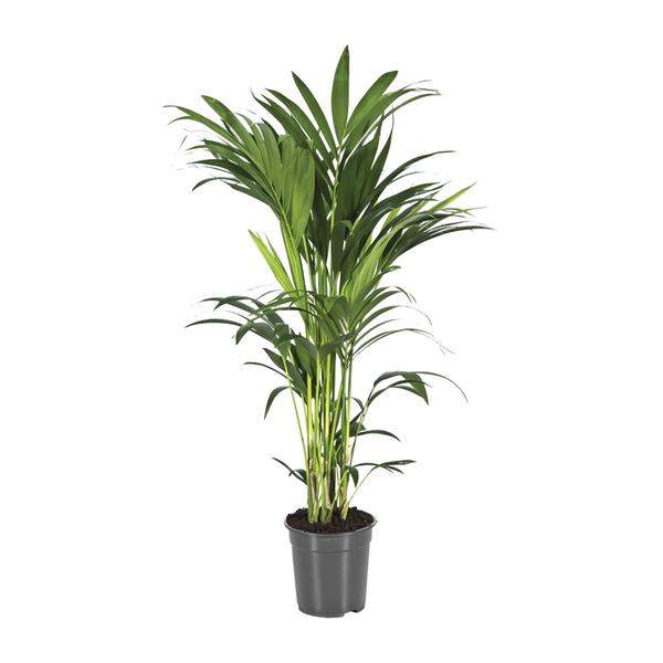 Howea Forsteriana – Ø21cm – ↕100cm