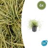 Carex oshim. ‚Evergold‘ – ↕10-25cm – Ø9cm – 6x