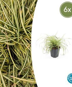 Carex oshim. ‚Evergold‘ – ↕10-25cm – Ø9cm – 6x