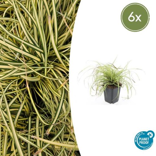 Carex oshim. 'Evergold' - ↕10-25cm - Ø9cm - 6x