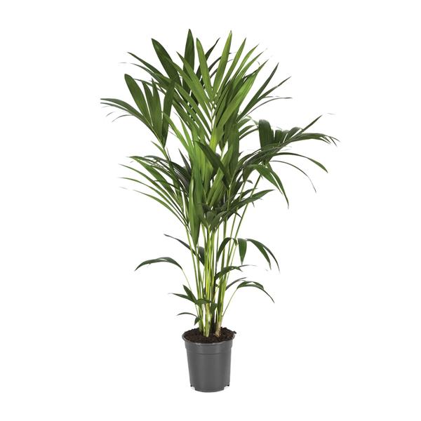 Howea Forsteriana – Ø21cm – ↕120cm