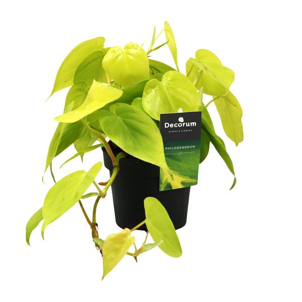 Philodendron Lime – Ø12cm – ↕20cm