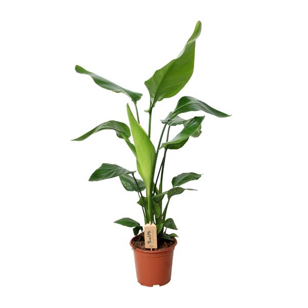 Strelitzia Nicolai – Ø19cm – ↕90cm