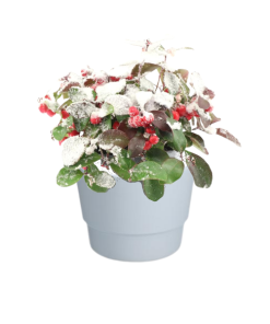 Gaultheria Pr. ‚Big Berry‘ + Snow – Ø10cm – ↕15cm + Pot Basic D11,5x9cm – Weiß