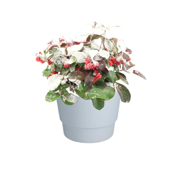 Gaultheria Pr. ‚Big Berry‘ + Snow – Ø10cm – ↕15cm + Pot Basic D11,5x9cm – Weiß