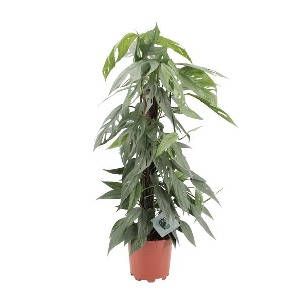 Epipremnum Pinnatum Cebu Blue – Ø17cm – ↕65cm