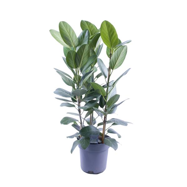 Ficus Binnendijkii Amstel King Gold – Ø27cm – ↕75cm