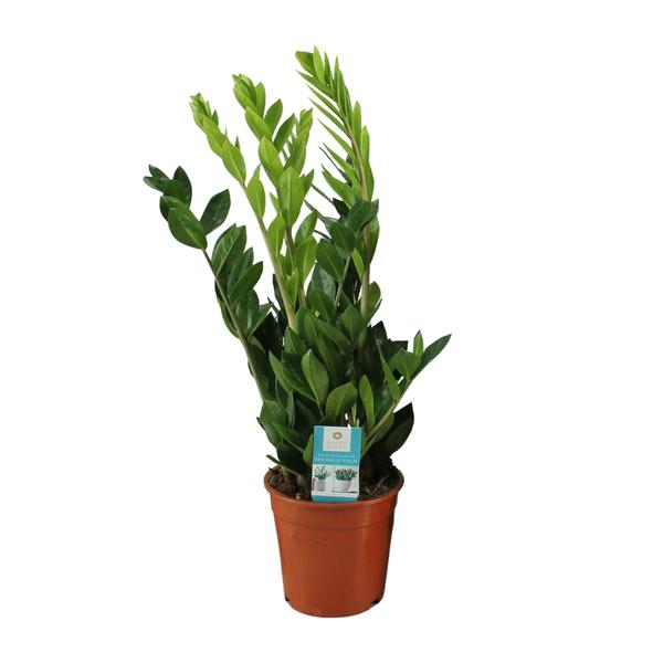 Zamioculcas Zamiifolia – Ø17cm – ↕65cm