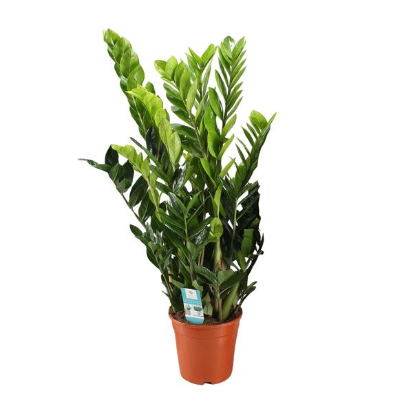 Zamioculcas Zamiifolia – Ø21cm – ↕95cm