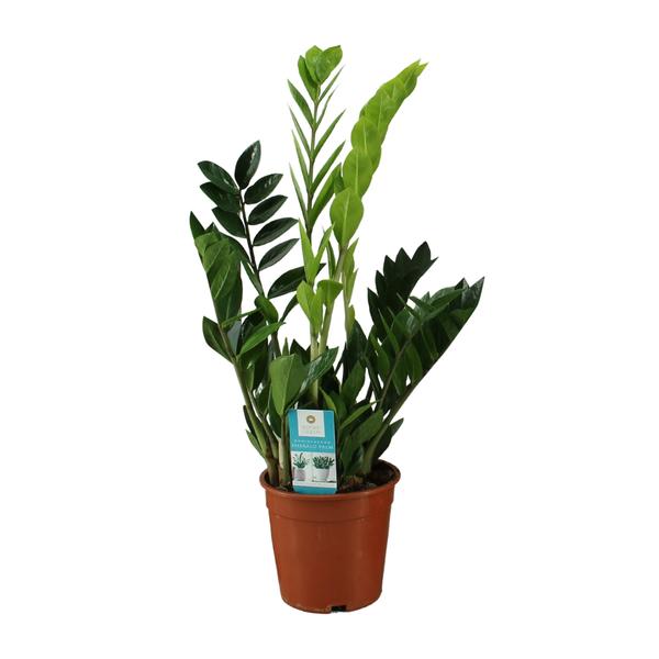 Zamioculcas Zamiifolia – Ø17cm – ↕65cm