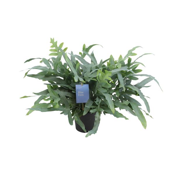 Phlebodium Aureum Blue Star – Ø17cm – ↕50cm