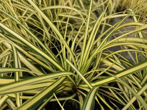 Carex oshim. 'Evergold' - ↕10-25cm - Ø9cm - 6x – Bild 6