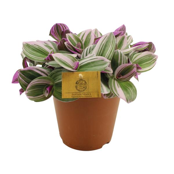 Tradescantia Nanouk – Ø15cm – ↕25cm