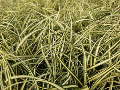 Carex oshim. 'Evergold' - ↕10-25cm - Ø9cm - 6x – Bild 7