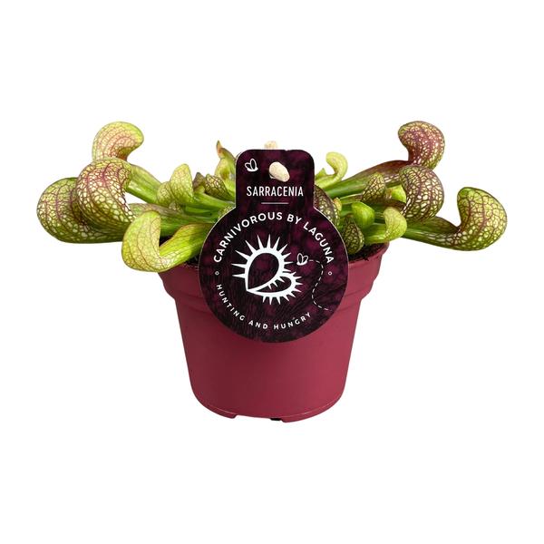 Sarracenia Psittacina – Ø12cm – ↕13cm