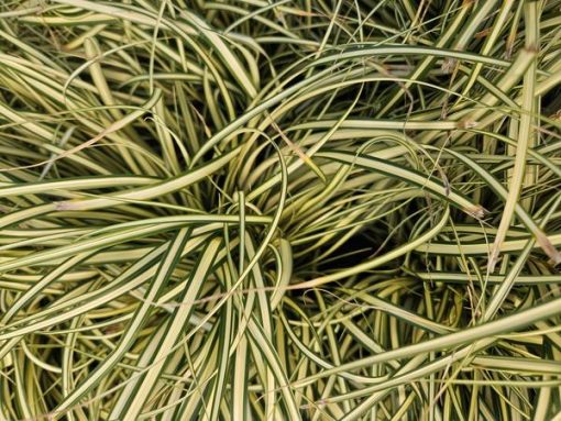 Carex oshim. 'Evergold' - ↕10-25cm - Ø9cm - 6x – Bild 8