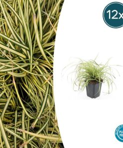 Carex oshim. ‚Evergold‘ – ↕10-25cm – Ø9cm – 12x