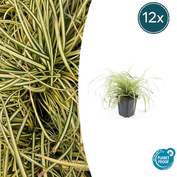 Carex oshim. ‚Evergold‘ – ↕10-25cm – Ø9cm – 12x