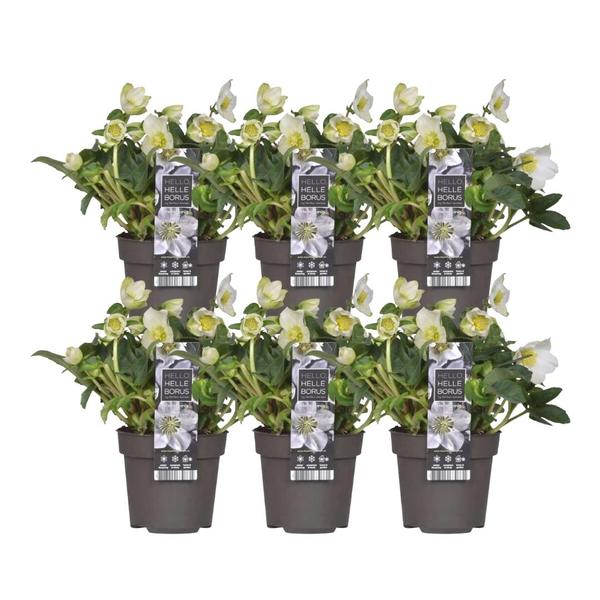 6x Helleborus niger ‚Christmas Carol‘ | 12 cm Ø | 20 cm ↕