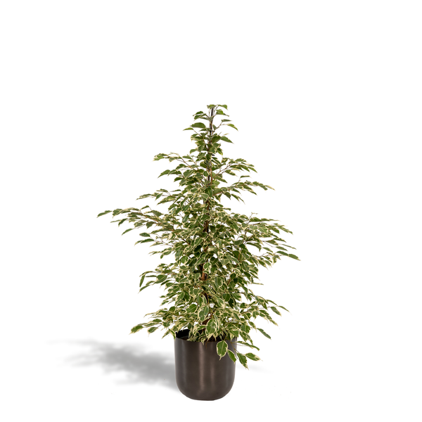 Ficus benjamina Twilight – Ø21cm – ↕95cm + Topf Mayk Lead