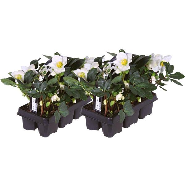 Set von 12 Christrosen Pflanzen | 12x Helleborus niger ‚Christmas Carol‘ | 7 cm Ø | 20 cm ↕