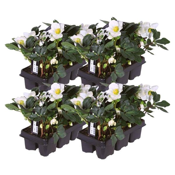 Set von 24 Christrosen Pflanzen | 24x Helleborus niger ‚Christmas Carol‘ | 7 cm Ø | 20 cm ↕