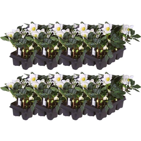 Set von 48 Christrosen Pflanzen | 48x Helleborus niger ‚Christmas Carol‘ | 7 cm Ø | 20 cm ↕