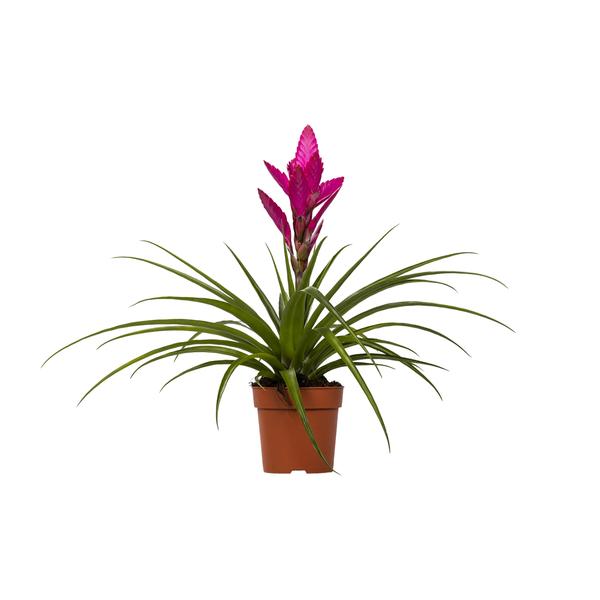 Tillandsia Amira – Ø12cm – ↕45cm