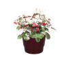 Gaultheria Pr. ‚Big Berry‘ + Snow – Ø10cm – ↕15cm + Pot Basic D11,5x9cm – Bordeaux