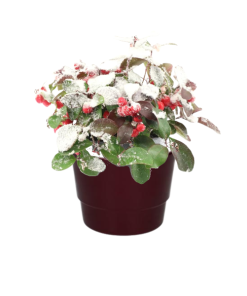 Gaultheria Pr. ‚Big Berry‘ + Snow – Ø10cm – ↕15cm + Pot Basic D11,5x9cm – Bordeaux