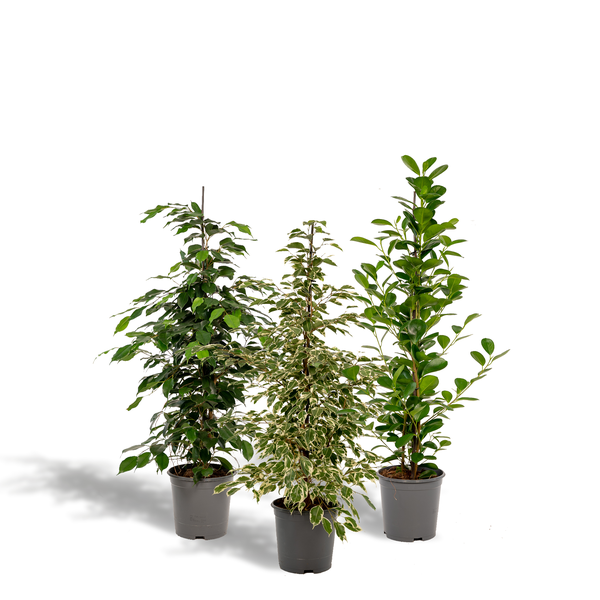 Ficus Benjamina Danielle – Ø21cm – ↕95cm + Ficus Benjamina Twilight – Ø21cm – ↕95cm + Ficus Microcarpa Moclame – Ø21cm – ↕95cm