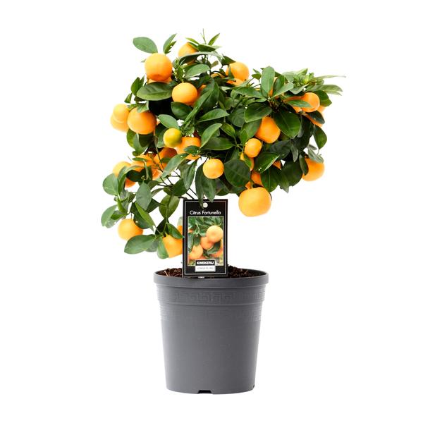 Citrus Calamondin – Ø15cm – ↕40cm