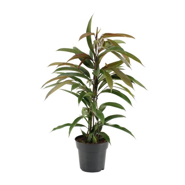 Ficus Binnendijkii Amstel King – Ø17cm – ↕70cm