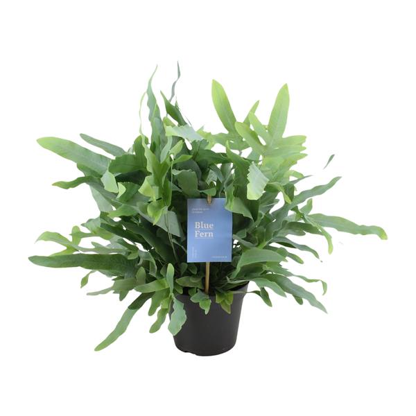 Phlebodium Blue Fern – Ø14cm – ↕40cm