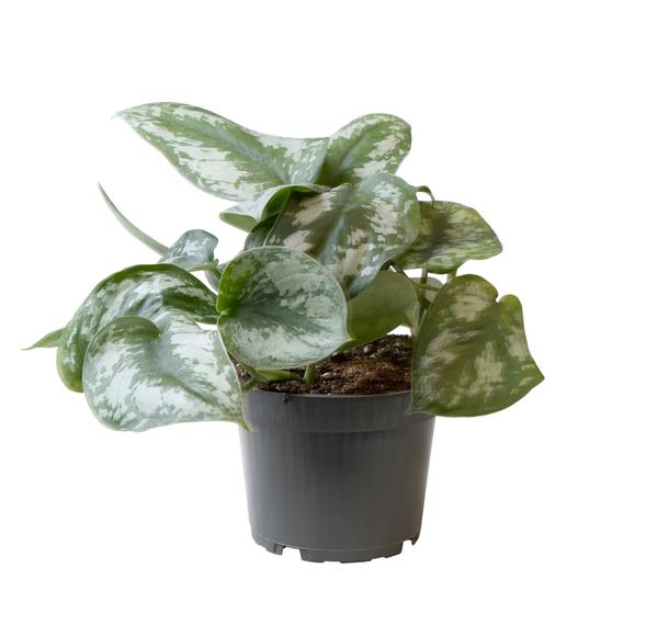 Philodendron Scandens Pictus – Ø12cm – ↕22cm