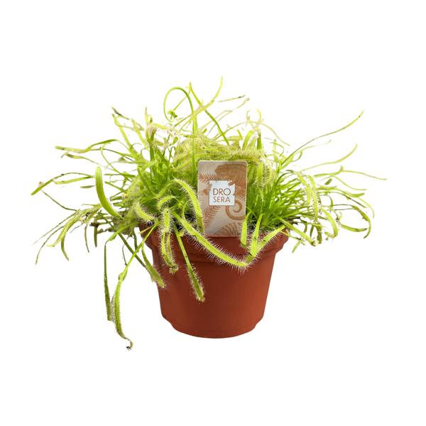 Drosera Capensis – Ø12cm – ↕17cm