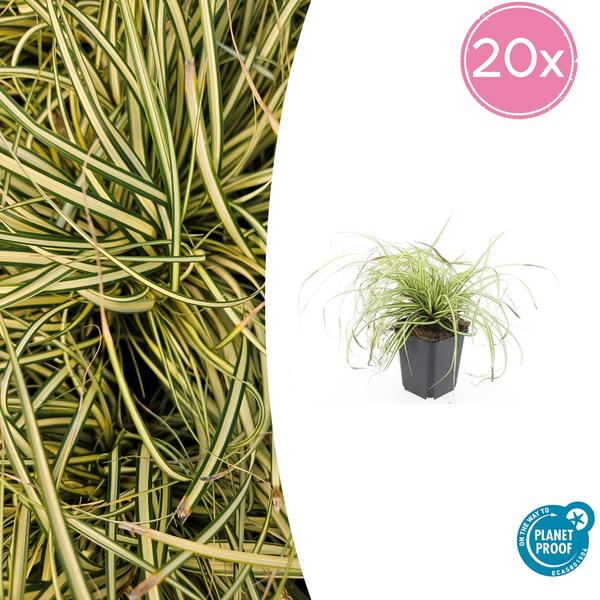 Carex oshim. ‚Evergold‘ – ↕10-25cm – Ø9cm – 20x