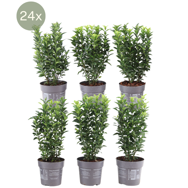 Plants by Frank – 1 Meter Grüne Spindelstrauch Hecke – Euonymus japonicus ‚Green Spire‘ – Pflanzenset mit 6 winterharten Heckenpflanzen – Immergrüne Hecke – Direkt von der Gärtnerei geliefert