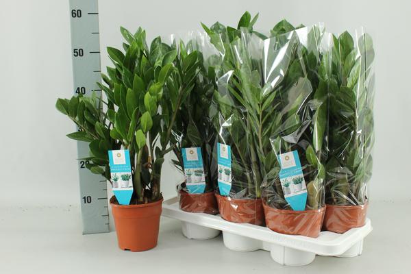 Zamioculcas Zamiifolia – Ø14cm – ↕55cm